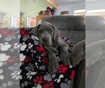 Small Great Dane