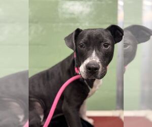 Mutt Dogs for adoption in Elmsford, NY, USA