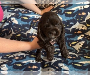 Medium Cocker Spaniel