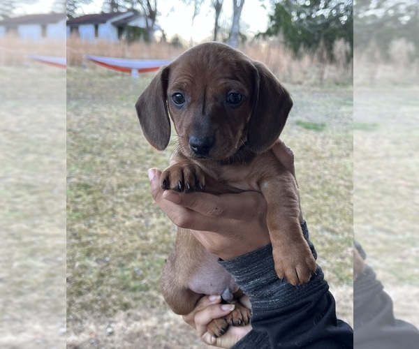 Medium Photo #1 Dachshund Puppy For Sale in RUTHERFORDTON, NC, USA