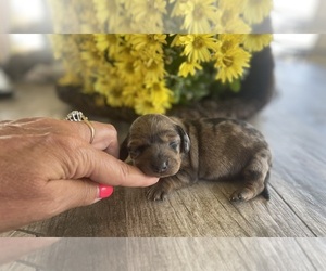 Dachshund Dog for Adoption in BEDFORD, Indiana USA