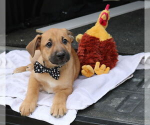 Labrador Retriever-Unknown Mix Dogs for adoption in Bandera, TX, USA
