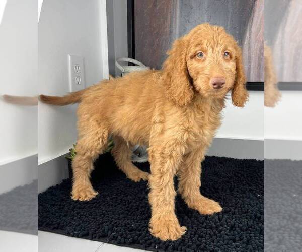 Medium Photo #7 Goldendoodle Puppy For Sale in FRANKLIN, IN, USA