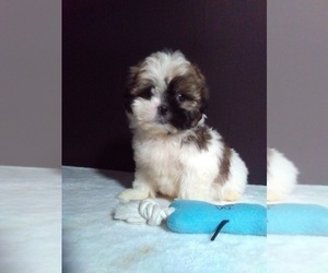 Shih Tzu Puppy for sale in SUGARCREEK, OH, USA