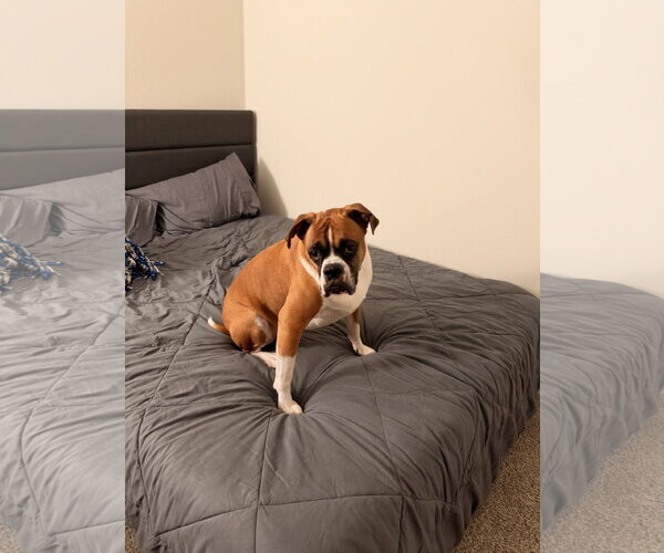 Medium Photo #4 Boxer Puppy For Sale in  Katy, TX, USA