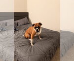Small Photo #4 Boxer Puppy For Sale in  Katy, TX, USA