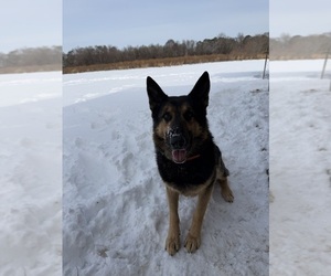 Father of the German Shepherd Dog puppies born on 02/01/2026