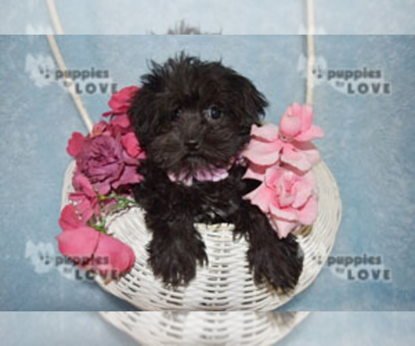Medium Photo #4 Poodle (Toy)-Yorkshire Terrier Mix Puppy For Sale in SANGER, TX, USA