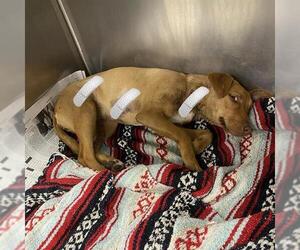 Mutt Dogs for adoption in San Antonio, TX, USA