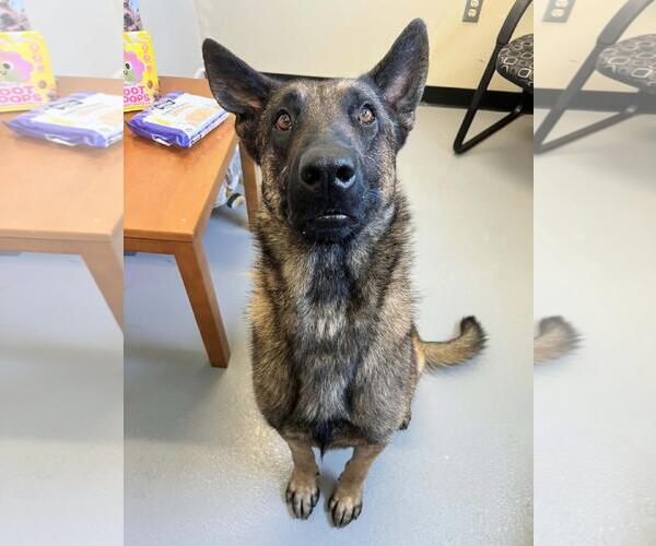 Medium Photo #9 German Shepherd Dog-Unknown Mix Puppy For Sale in Rockwall, TX, USA