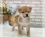 Small Photo #4 Shiba Inu Puppy For Sale in LOS ANGELES, CA, USA