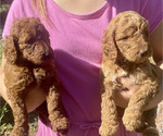 Small #2 Labradoodle