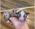 Puppy 4 Australian Shepherd
