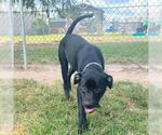 Small #1 Labrador Retriever Mix