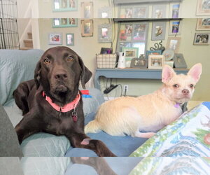 Nike - Female Labrador Retriever-Unknown Mix Dog for Adoption - Photo #2