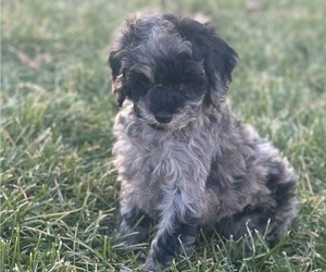 Cockapoo Puppy for sale in WARSAW, IN, USA