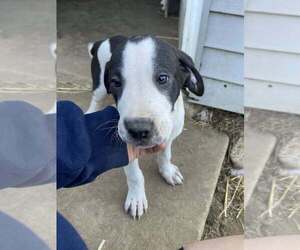 Labrador Retriever-Saint Bernard Mix Puppy for sale in KENNEY, IL, USA
