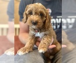 Puppy Mercedes Goldendoodle (Miniature)