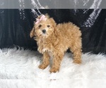 Small Photo #22 Poodle (Toy) Puppy For Sale in WARSAW, IN, USA