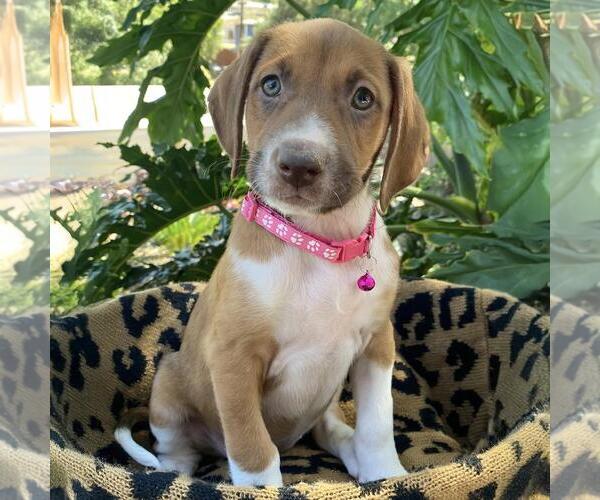 Medium Photo #4 Mutt Puppy For Sale in San Diego, CA, USA