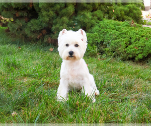 West Highland White Terrier Puppy for sale in SYRACUSE, IN, USA