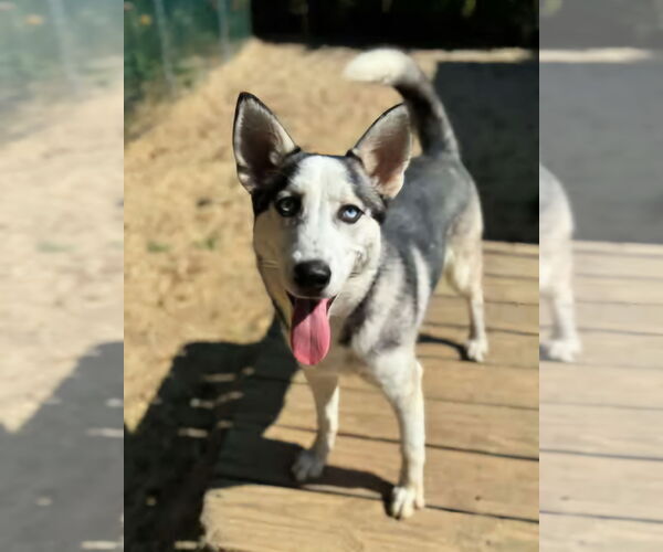 Medium Photo #2 Siberian Husky Puppy For Sale in Matawan, NJ, USA