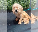 Small #3 Maltese Mix