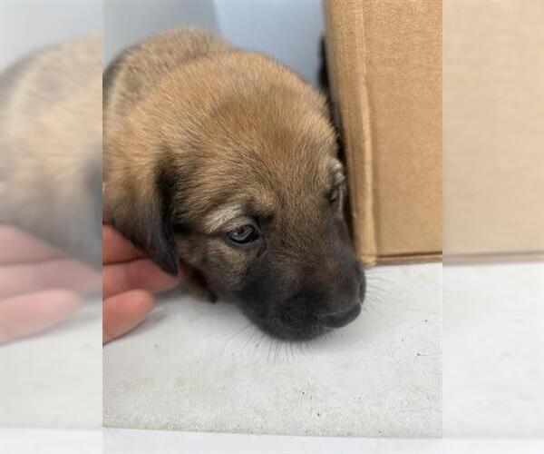 Medium Photo #1 Black Mouth Cur-Unknown Mix Puppy For Sale in Houston, TX, USA