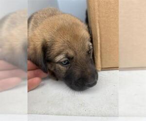 Black Mouth Cur-Unknown Mix Dogs for adoption in Houston, TX, USA