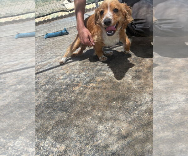 Medium Photo #6 Cavalier King Charles Spaniel-Unknown Mix Puppy For Sale in Apple Valley, CA, USA