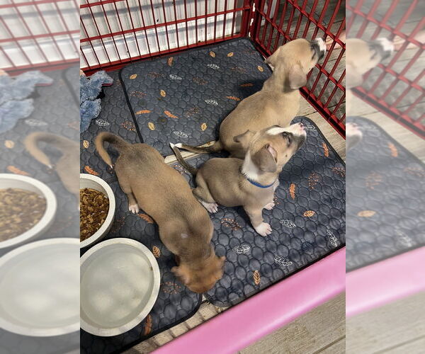 Medium Photo #3 Borador Puppy For Sale in Lakewood, CO, USA