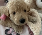 Puppy Birdie Miniature Labradoodle