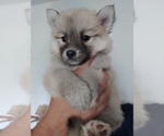 Small Photo #49 Pomsky Puppy For Sale in LOVELAND, CO, USA