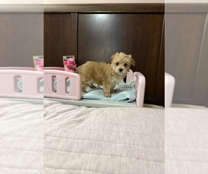 Morkie Puppy for sale in BENSON, NC, USA