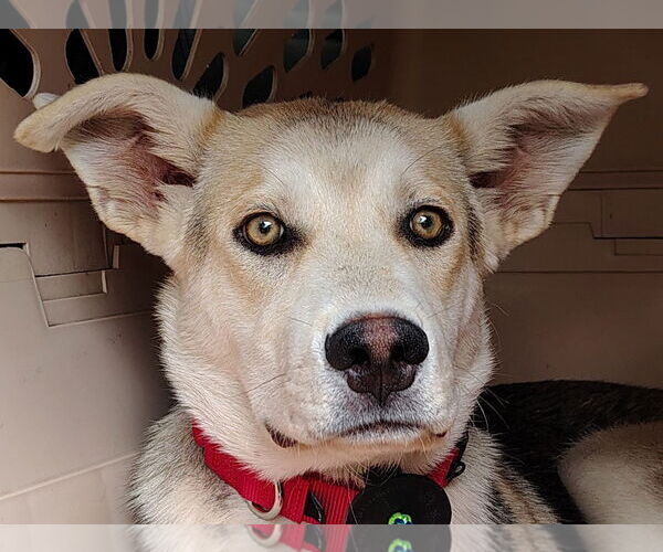 Medium Photo #7 German Shepherd Dog-Huskies  Mix Puppy For Sale in Cottage Grove, MN, USA