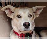 Small #6 German Shepherd Dog-Huskies  Mix