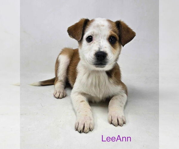Medium Photo #4 Australian Shepherd-Unknown Mix Puppy For Sale in Brewster, NY, USA