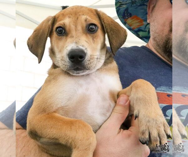 Medium Photo #3 Mutt Puppy For Sale in Washington, DC, USA