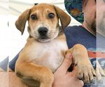 Small #2 Mutt
