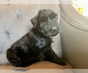 Schnauzer (Giant) Puppy for sale in DRESDEN, MO, USA
