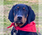 Small #6 Coonhound Mix