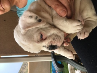 Boxer Puppy for sale in LOS ALAMOS, NM, USA