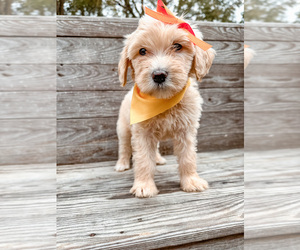 Aussiedoodle Puppy for sale in HARTMAN, AR, USA