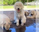 Small Photo #1 Komondor Puppy For Sale in UMATILLA, FL, USA