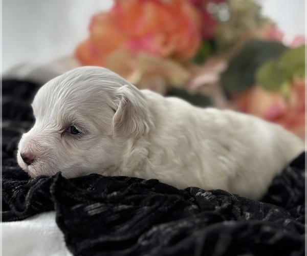 Medium Photo #8 Morkie Puppy For Sale in ROCK STREAM, NY, USA
