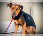 Small Rottweiler-American Pit Bull Terrier