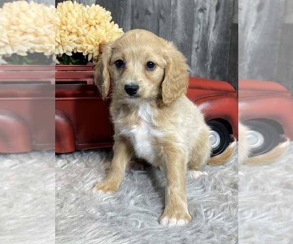 Medium Photo #2 Cavalier King Charles Spaniel-Poovanese Mix Puppy For Sale in CANOGA, NY, USA