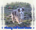 Image preview for Ad Listing. Nickname: Stroll