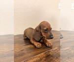 Small #4 Dachshund