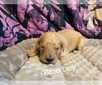 Small Photo #2 Goldendoodle Puppy For Sale in ALDER, WA, USA
